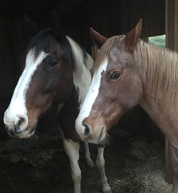 Horses greet guests for Thanksgiving