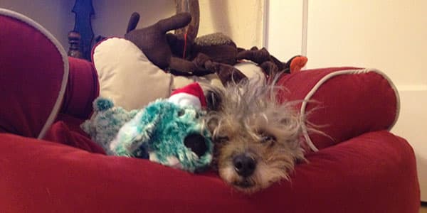 Toby recovering with turquoise doggy