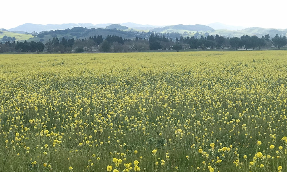 Saffron colored wild flowers in Sonoma County