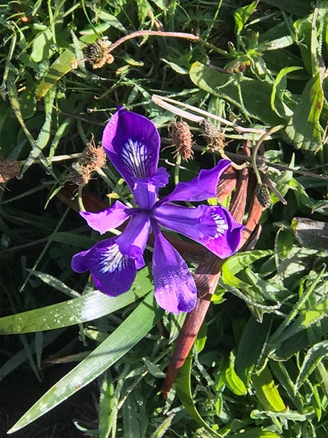 Wild purple Iris with gray stems and green leaves