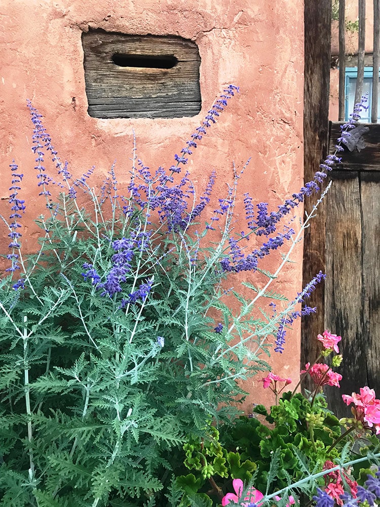 Purple sage, pink flowers and ancient wood