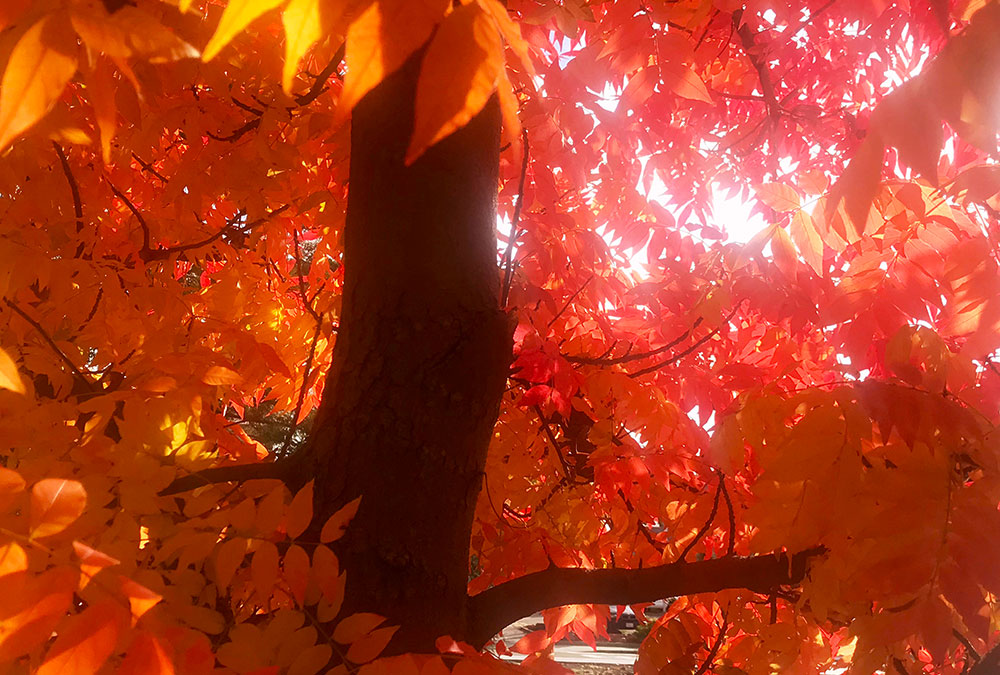 I stood in awe under the brilliant red canopy.