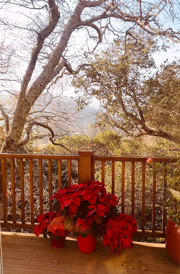 The poinsettias sparkled against the elegant winter backdrop image.