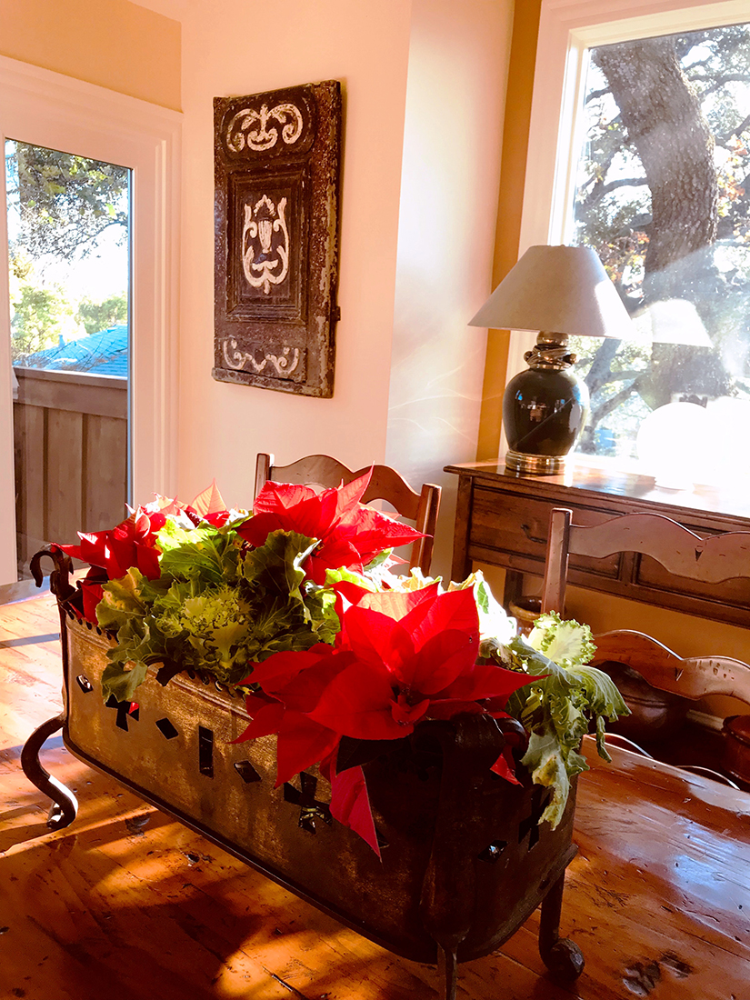 Image with the crimson poinsettias that glowed in the afternoon light.