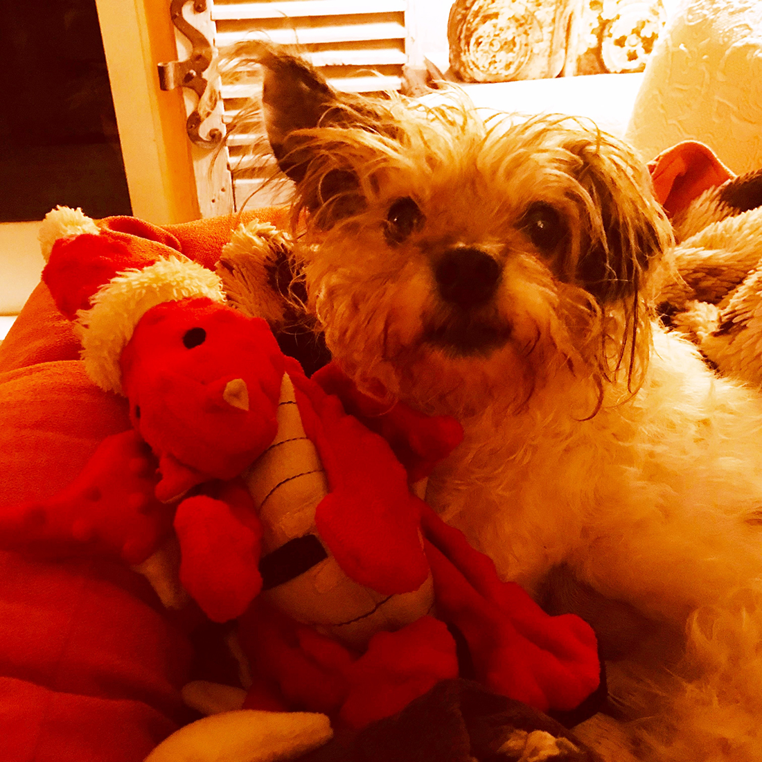 Toby and Christmas Dragon