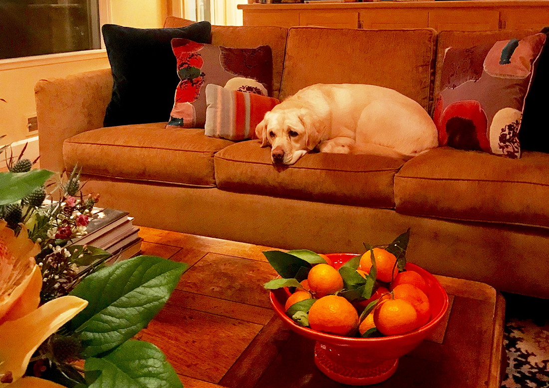 Image of Casey the dog at home in his living room