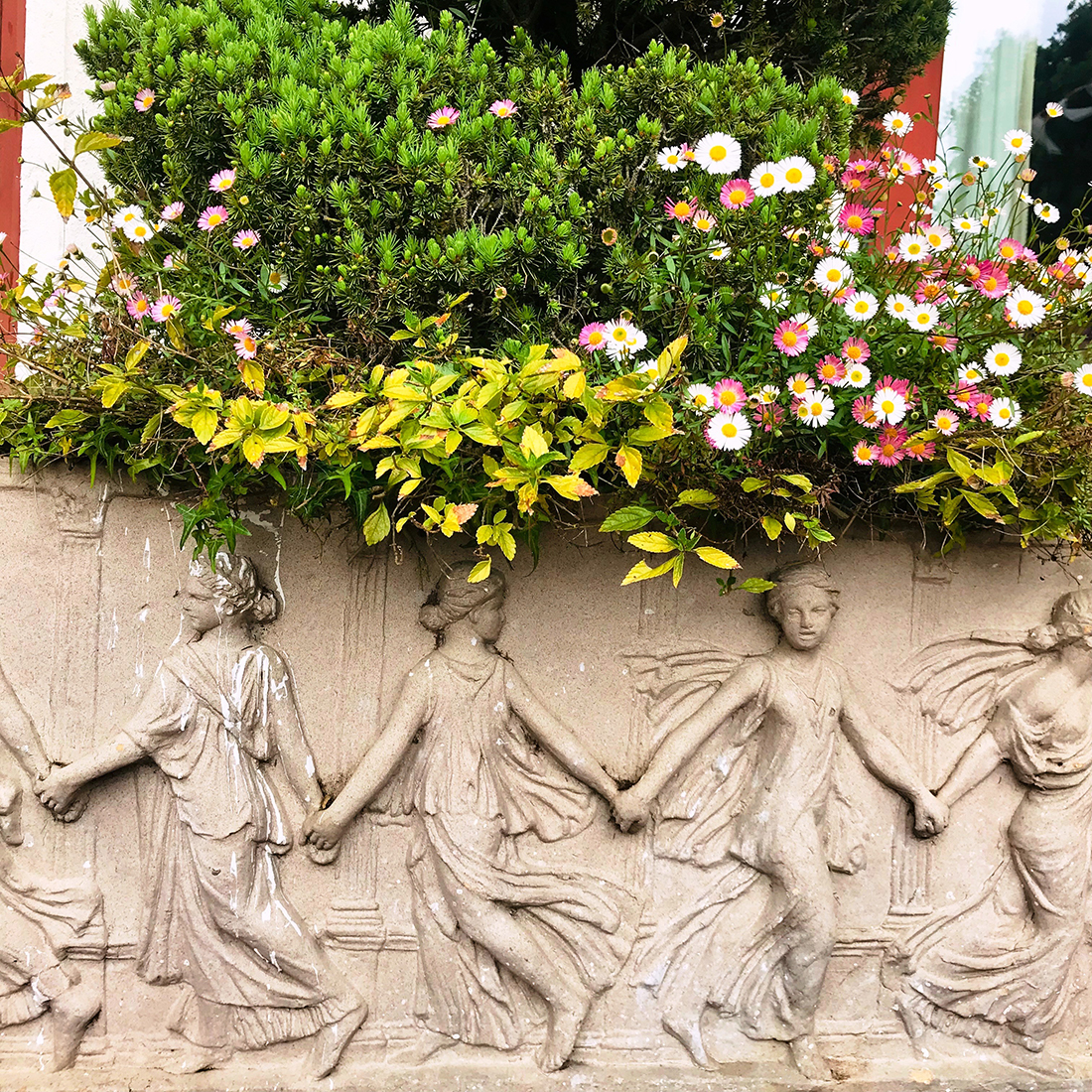 Pink and white Erigeron flowers dance above the carved ladies on the old stone planter.