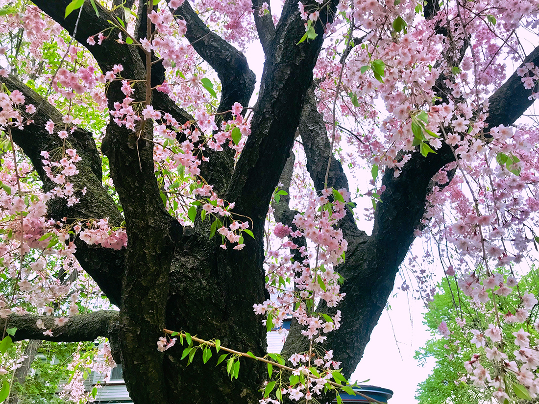 Black trunk with pink blossoms.