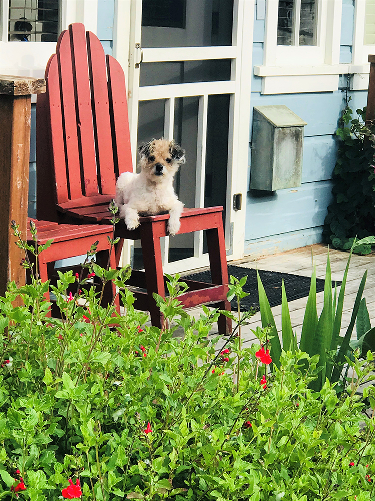Toby sunning himself on Uncle Andy's front porch