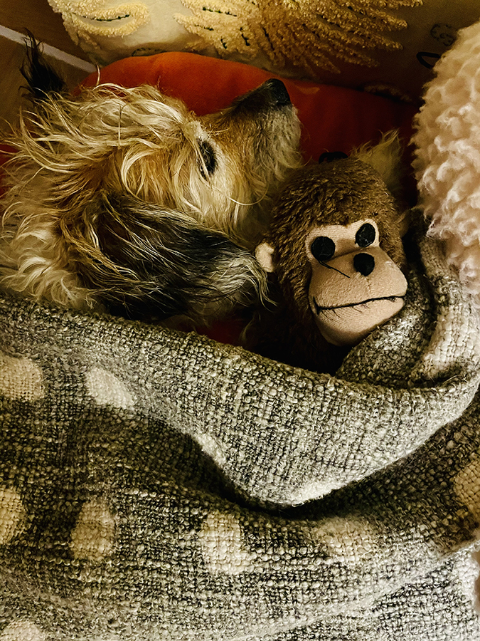 Linda Applewhite's dog Toby with his stuffed monkey